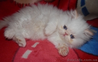 Персидское чудо - <ro>Изображение</ro><ru>Изображение</ru> #9, <ru>Объявление</ru> #766057