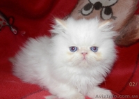 Персидское чудо - <ro>Изображение</ro><ru>Изображение</ru> #8, <ru>Объявление</ru> #766057