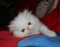 Персидское чудо - <ro>Изображение</ro><ru>Изображение</ru> #7, <ru>Объявление</ru> #766057