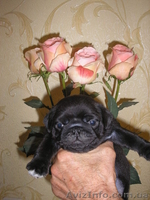 Продам четверых чистокровных, очаровательных мопсят! - <ro>Изображение</ro><ru>Изображение</ru> #1, <ru>Объявление</ru> #768708