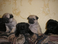Продам четверых чистокровных, очаровательных мопсят! - <ro>Изображение</ro><ru>Изображение</ru> #2, <ru>Объявление</ru> #768708