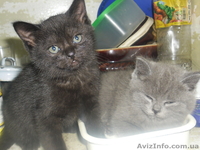 Забавные плюшки-вислоушки - <ro>Изображение</ro><ru>Изображение</ru> #4, <ru>Объявление</ru> #756203