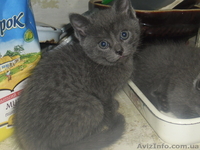 Забавные плюшки-вислоушки - <ro>Изображение</ro><ru>Изображение</ru> #5, <ru>Объявление</ru> #756203