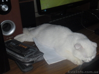 Забавные плюшки-вислоушки - <ro>Изображение</ro><ru>Изображение</ru> #6, <ru>Объявление</ru> #756203