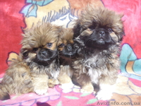Щенки королевского пекинеса  - <ro>Изображение</ro><ru>Изображение</ru> #4, <ru>Объявление</ru> #777766