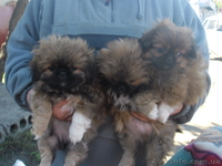 Щенки королевского пекинеса  - <ro>Изображение</ro><ru>Изображение</ru> #5, <ru>Объявление</ru> #777766