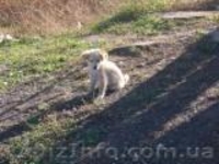 отдам щенков дворняжек - <ro>Изображение</ro><ru>Изображение</ru> #1, <ru>Объявление</ru> #797937