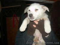 отдам щенков дворняжек - <ro>Изображение</ro><ru>Изображение</ru> #2, <ru>Объявление</ru> #797937