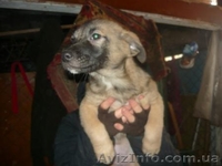 отдам щенков дворняжек - <ro>Изображение</ro><ru>Изображение</ru> #3, <ru>Объявление</ru> #797937