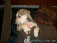 отдам щенков дворняжек - <ro>Изображение</ro><ru>Изображение</ru> #4, <ru>Объявление</ru> #797937