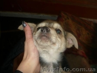 отдам щенков дворняжек - <ro>Изображение</ro><ru>Изображение</ru> #5, <ru>Объявление</ru> #797937