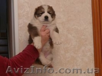 Щенки алабая ( среднеазиатской овчарки ). - <ro>Изображение</ro><ru>Изображение</ru> #2, <ru>Объявление</ru> #800368