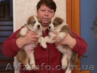 Щенки алабая ( среднеазиатской овчарки ). - <ro>Изображение</ro><ru>Изображение</ru> #3, <ru>Объявление</ru> #800368