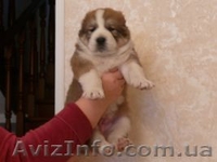 Щенки алабая ( среднеазиатской овчарки ). - <ro>Изображение</ro><ru>Изображение</ru> #4, <ru>Объявление</ru> #800368