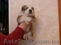 Щенки алабая ( среднеазиатской овчарки ). - <ro>Изображение</ro><ru>Изображение</ru> #5, <ru>Объявление</ru> #800368