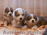Щенки алабая ( среднеазиатской овчарки ). - <ro>Изображение</ro><ru>Изображение</ru> #1, <ru>Объявление</ru> #800368