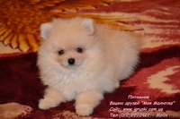 Эксклюзивные щеночки померанского шпица! - <ro>Изображение</ro><ru>Изображение</ru> #2, <ru>Объявление</ru> #790452