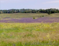 Дом 6 на 9 + 80 соток - чернозём, с. Каленики - <ro>Изображение</ro><ru>Изображение</ru> #7, <ru>Объявление</ru> #791919