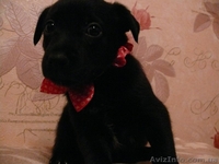 Пушистики ждут своих хозяев  - <ro>Изображение</ro><ru>Изображение</ru> #4, <ru>Объявление</ru> #801797