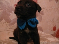 Пушистики ждут своих хозяев  - <ro>Изображение</ro><ru>Изображение</ru> #5, <ru>Объявление</ru> #801797