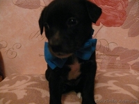 Пушистики ждут своих хозяев  - <ro>Изображение</ro><ru>Изображение</ru> #1, <ru>Объявление</ru> #801797