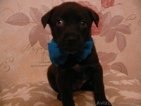 Пушистики ждут своих хозяев  - <ro>Изображение</ro><ru>Изображение</ru> #2, <ru>Объявление</ru> #801797