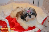 Кукольные мини щеночки ши-тцу! - <ro>Изображение</ro><ru>Изображение</ru> #1, <ru>Объявление</ru> #805294