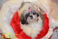Кукольные мини щеночки ши-тцу! - <ro>Изображение</ro><ru>Изображение</ru> #3, <ru>Объявление</ru> #805294