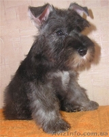 Алиментные щенки цвергшнауцера перец с солью - <ro>Изображение</ro><ru>Изображение</ru> #1, <ru>Объявление</ru> #802589
