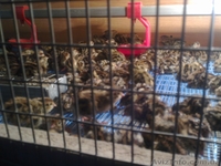 Перепелиная ферма - <ro>Изображение</ro><ru>Изображение</ru> #2, <ru>Объявление</ru> #803335