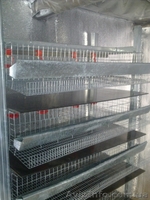 Перепелиная ферма - <ro>Изображение</ro><ru>Изображение</ru> #3, <ru>Объявление</ru> #803335