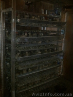 Перепелиная ферма - <ro>Изображение</ro><ru>Изображение</ru> #4, <ru>Объявление</ru> #803335