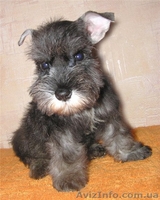 Алиментные щенки цвергшнауцера перец с солью - <ro>Изображение</ro><ru>Изображение</ru> #2, <ru>Объявление</ru> #802589
