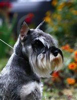 Алиментные щенки цвергшнауцера перец с солью - <ro>Изображение</ro><ru>Изображение</ru> #6, <ru>Объявление</ru> #802589