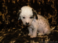 Голоая Китайская хохлатая - <ro>Изображение</ro><ru>Изображение</ru> #1, <ru>Объявление</ru> #801254