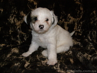 Голоая Китайская хохлатая - <ro>Изображение</ro><ru>Изображение</ru> #2, <ru>Объявление</ru> #801254