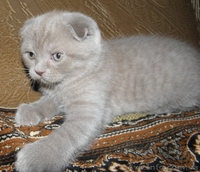 Мальчик плюшевый вислоухий британец  - <ro>Изображение</ro><ru>Изображение</ru> #2, <ru>Объявление</ru> #812512