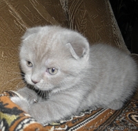 Мальчик плюшевый вислоухий британец  - <ro>Изображение</ro><ru>Изображение</ru> #1, <ru>Объявление</ru> #812512