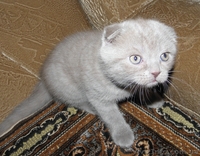 Мальчик плюшевый вислоухий британец  - <ro>Изображение</ro><ru>Изображение</ru> #4, <ru>Объявление</ru> #812512