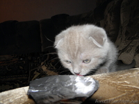 Мальчик плюшевый вислоухий британец  - <ro>Изображение</ro><ru>Изображение</ru> #5, <ru>Объявление</ru> #812512