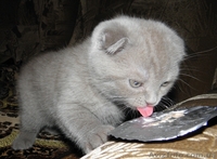 Мальчик плюшевый вислоухий британец  - <ro>Изображение</ro><ru>Изображение</ru> #7, <ru>Объявление</ru> #812512