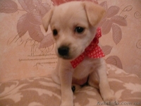 Пушистики ждут своих хозяев  - <ro>Изображение</ro><ru>Изображение</ru> #3, <ru>Объявление</ru> #801797