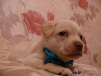 Пушистики ждут своих хозяев  - <ro>Изображение</ro><ru>Изображение</ru> #6, <ru>Объявление</ru> #801797