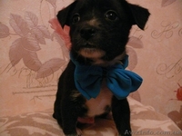 Пушистики ждут своих хозяев  - <ro>Изображение</ro><ru>Изображение</ru> #7, <ru>Объявление</ru> #801797