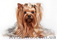 Йорширский терьер - <ro>Изображение</ro><ru>Изображение</ru> #1, <ru>Объявление</ru> #830686