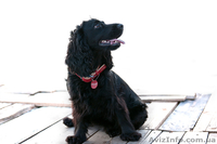 веселые щенки английского кокер-спаниеля - <ro>Изображение</ro><ru>Изображение</ru> #2, <ru>Объявление</ru> #826719