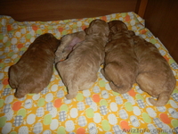 Уникальные щенки абрикосового пуделя - <ro>Изображение</ro><ru>Изображение</ru> #3, <ru>Объявление</ru> #829642