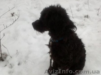 пудель ищет дом - <ro>Изображение</ro><ru>Изображение</ru> #2, <ru>Объявление</ru> #830542