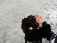 пудель ищет дом - <ro>Изображение</ro><ru>Изображение</ru> #4, <ru>Объявление</ru> #830542