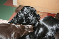 веселые щенки английского кокер-спаниеля - <ro>Изображение</ro><ru>Изображение</ru> #3, <ru>Объявление</ru> #826719